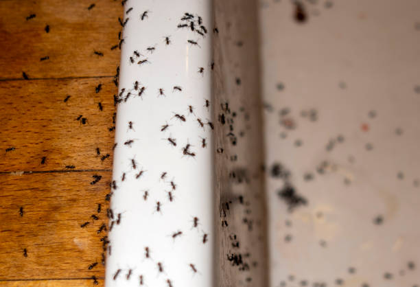 Best Affordable Pest Control Services  in Lockland, OH